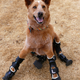 Illustration for article titled This dog has four prosthetic legs and oh my god my heart just imploded